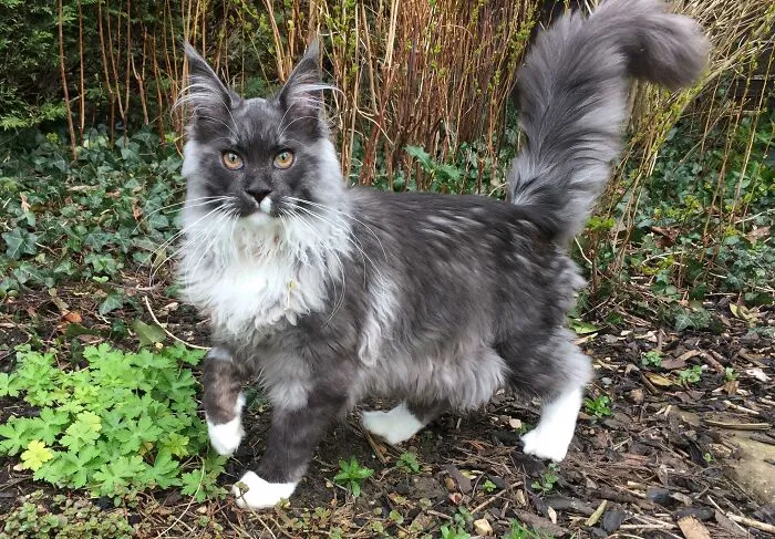 People Are Loving This Online Group That Is Dedicated To Sharing Pictures Of The Fluffiest Cats Ever (50 Pics)
