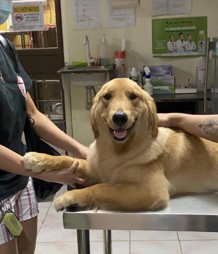 This Was Our Princess Leia At The Vet Today For A Check-Up Cos She Loves To Eat Anything In Sight