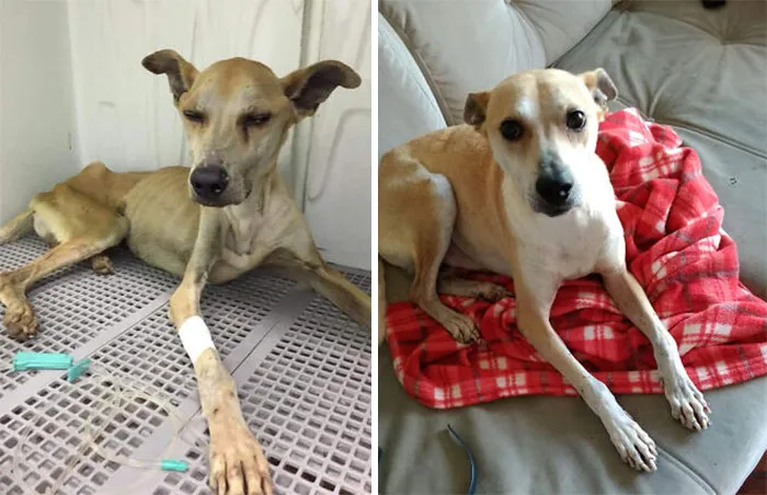 He Went From Mistreated, Frail And On The Verge Of Death To A Happy Pupper With A Heart Of Gold! Meet Jack 