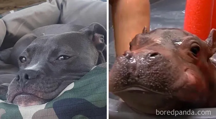 Tiny Baby Hippo