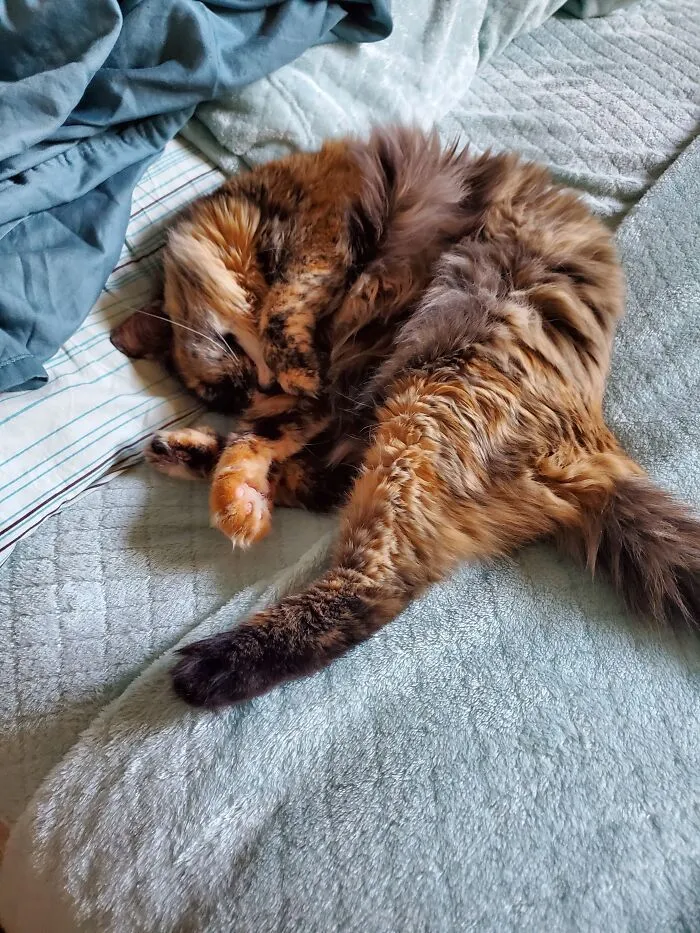 Penny Sleeps In A Tangle