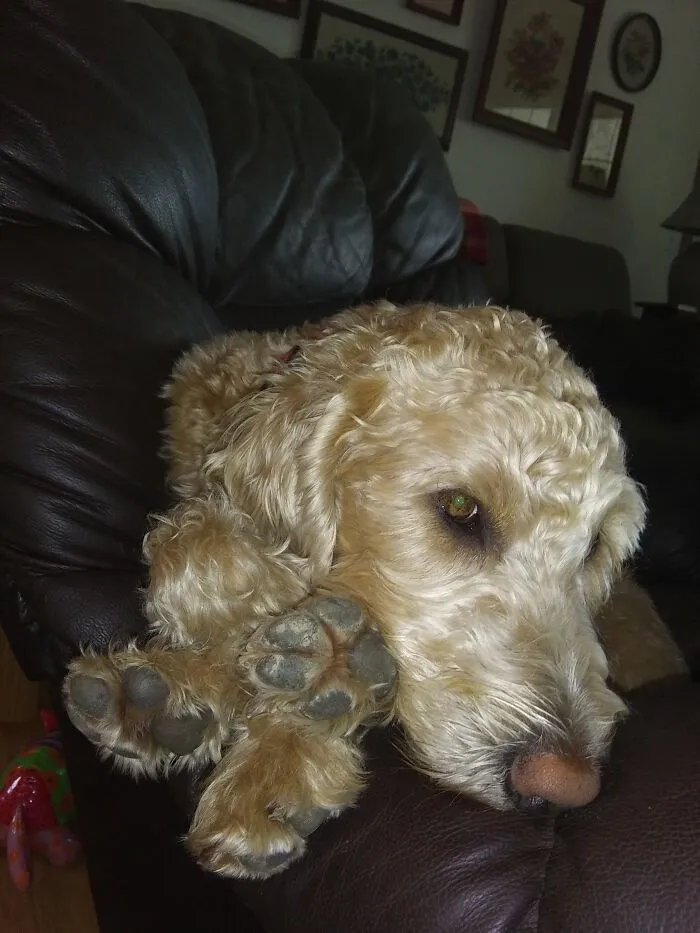 Sofie Likes To Use All Four Feet For A Pillow