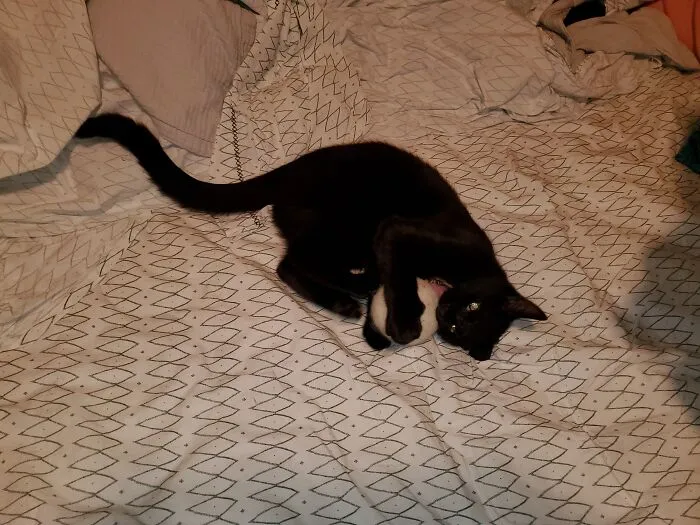 Frey