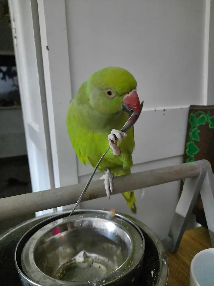Kermit, A Young Rosey Ringnecked Parakeet
