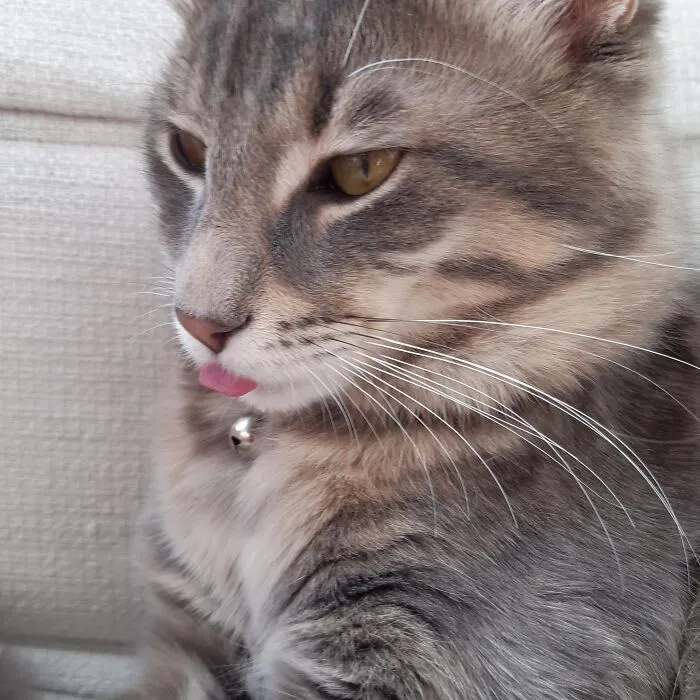 My Kitty Cat
