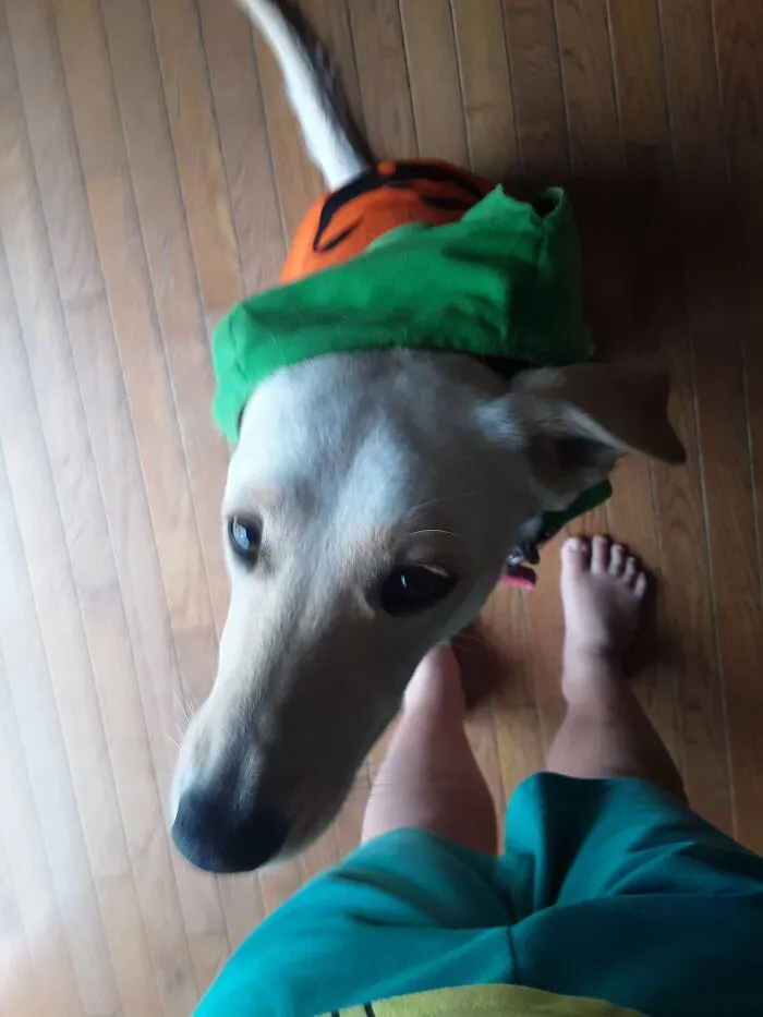 Pumpkin Doggo