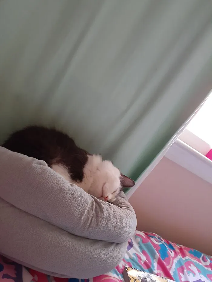My Cat Loves The Bed In My Room So Much