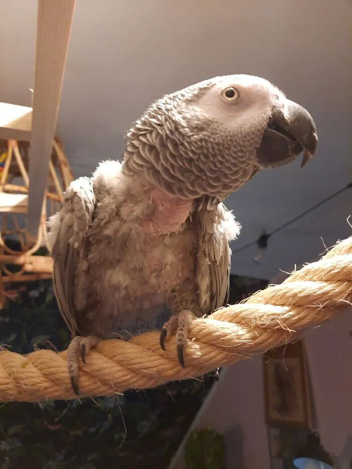 Pino, But He Calles Himself Elmo. A Rescue At My Sanctuary