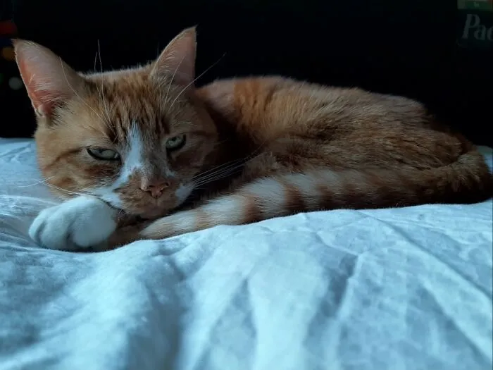 Our Cat Juul, Always Zen . . .
