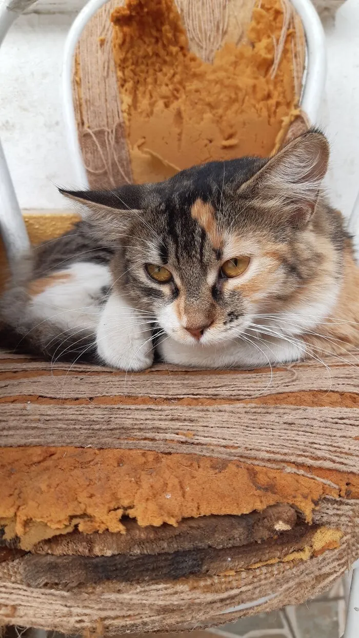 Stray Beauty