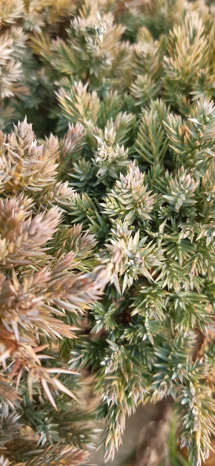Pine Something...