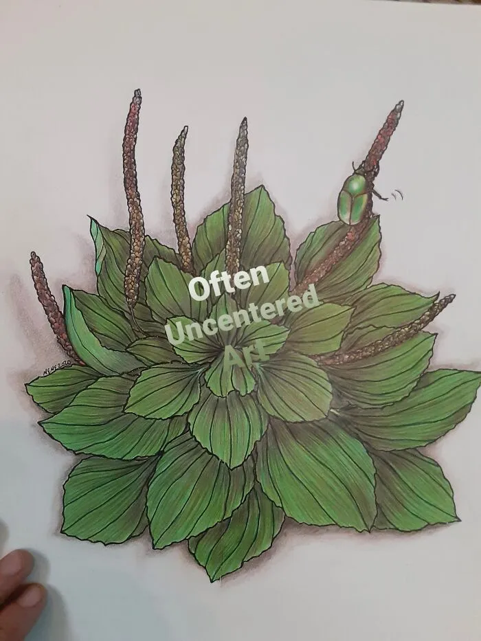 Broadleaf Plantain & Junebug (Technically Colored Pencil, But I Own No Paints)