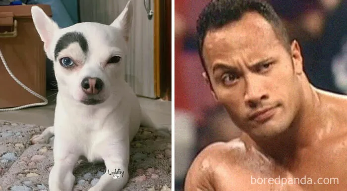 Do We Look Alike?