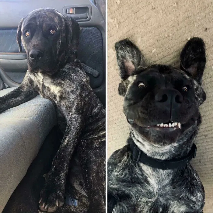 This Boy Came To My Partner And I As A Foster Dog, But Within Hours Of Meeting We Knew We Wanted To Keep Him Forever. Introducing Hades, My Big Soft Goofball