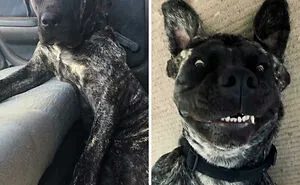 30 Dog Photos Before & After Their Life-Changing Adoption (New Pics)