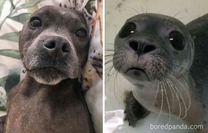 Baby Seal