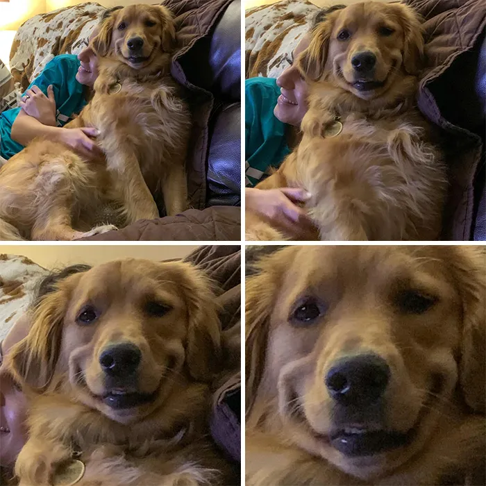 Hi, I’m Waffle