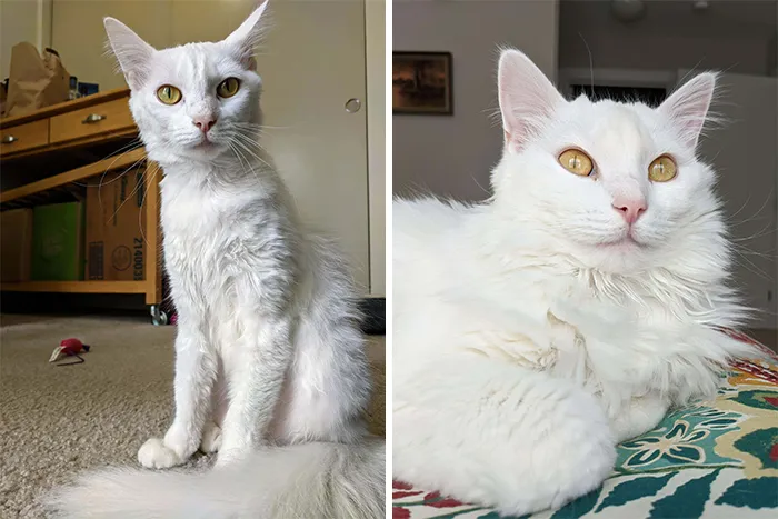 When We Got Hilda She Was Very Underweight After Having Recently Given Birth; Somewhere In The Last 6 Months She Turned Into A Long Haired Beauty Queen!