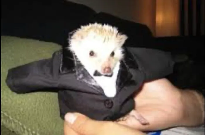 Lol 😂 🤪😂🤣 I Cant Believe My Hedgehog Let Me Do It To Him He Looks So Funny And Cute .p.s Sorry Camera Quality Is Bad