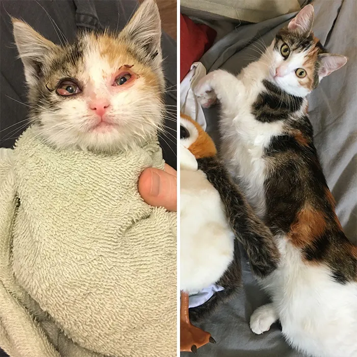 Rey When I Found Her On The Street And At 1 Year Old. Good Job, Baby Girl!