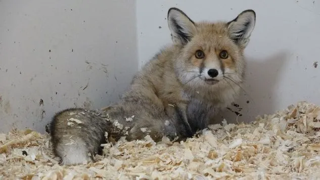 Paralyzed Fox Has A Prosthesis