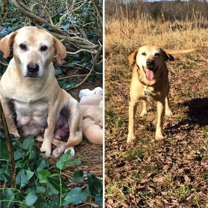 It's Been 4 Months Since I Caught Marley And Her Puppies. She Was Living As Part Of A Feral Pack For 13 Months After Being Abandoned, And It Took Me 3 Months To Gain Her Trust. She Seems To Know Everything's Going To Be Alright Now