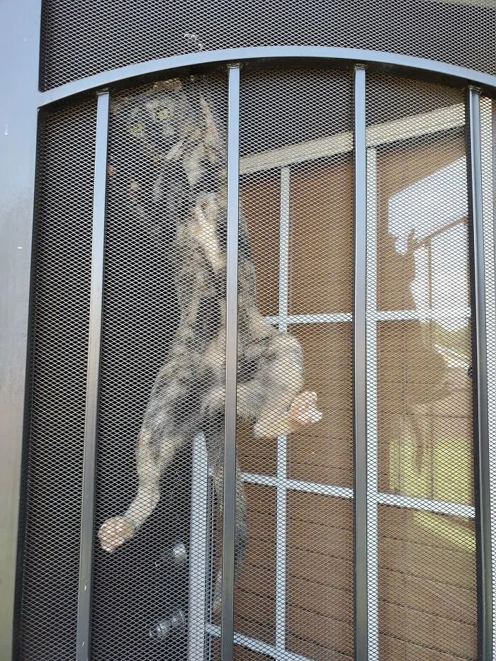 30 Photos Of Pets Being The Only Nosey Neighbors You Can't Be Annoyed At