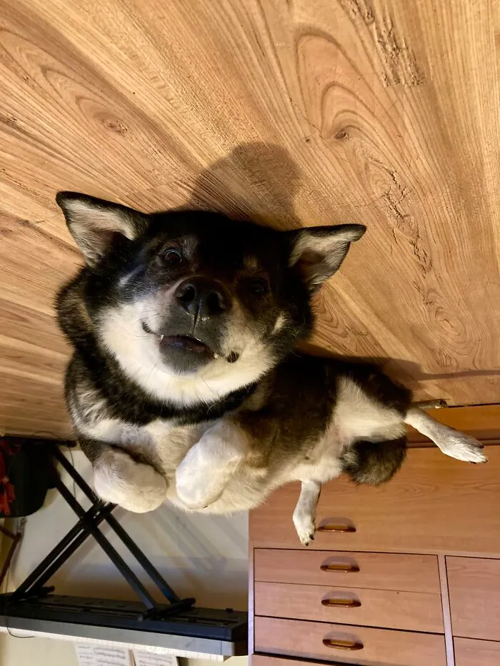 Goofy Face? Check! Looking Like A Plane? Check! And An Added Bonus Of Teefies By Buddy