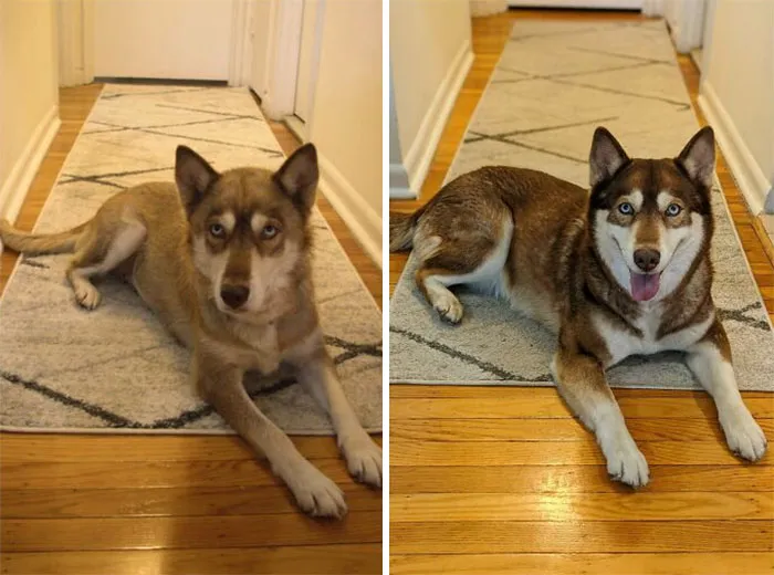 Yesterday Was Lupa's Gotcha Day, This Is The Difference A Year In A Good Home Makes!