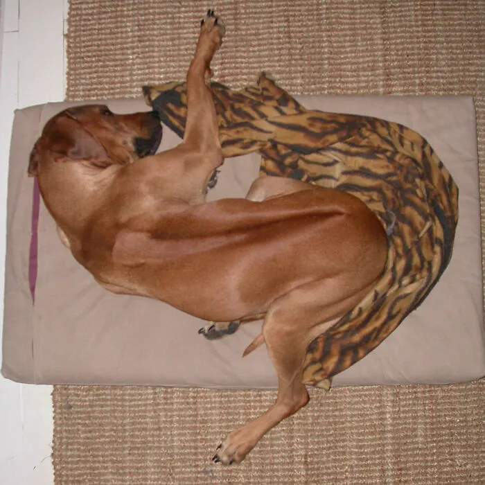 Flexible Ridgeback Lara