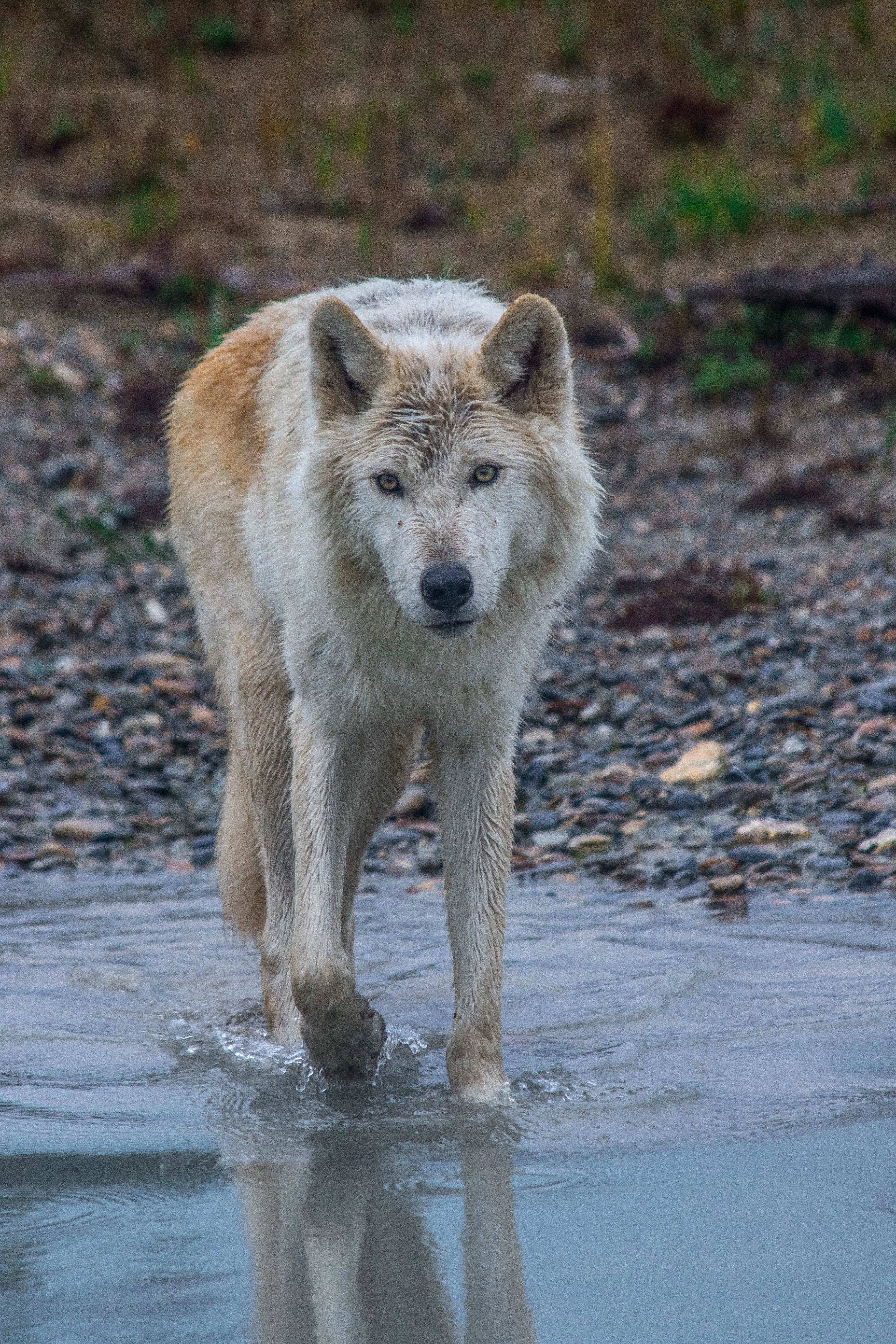 Imagine Living With Wolves