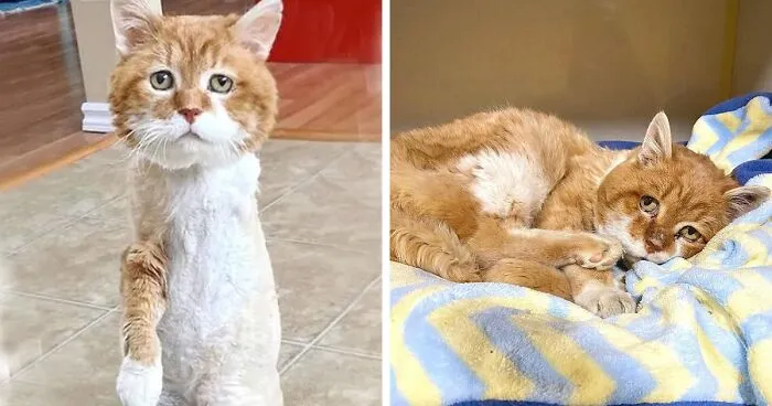 3-Legged Cat Goes Back To The House Where He Once Discovered Kindness And Finds A Family Of His Dreams