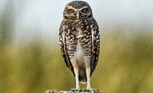 My 11 Pics Of Burrowing Owls Of The Salton Sea