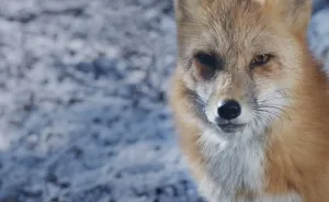 "Hide": My Powerful Short Film Explores The Hidden Costs Behind A Fur Coat
