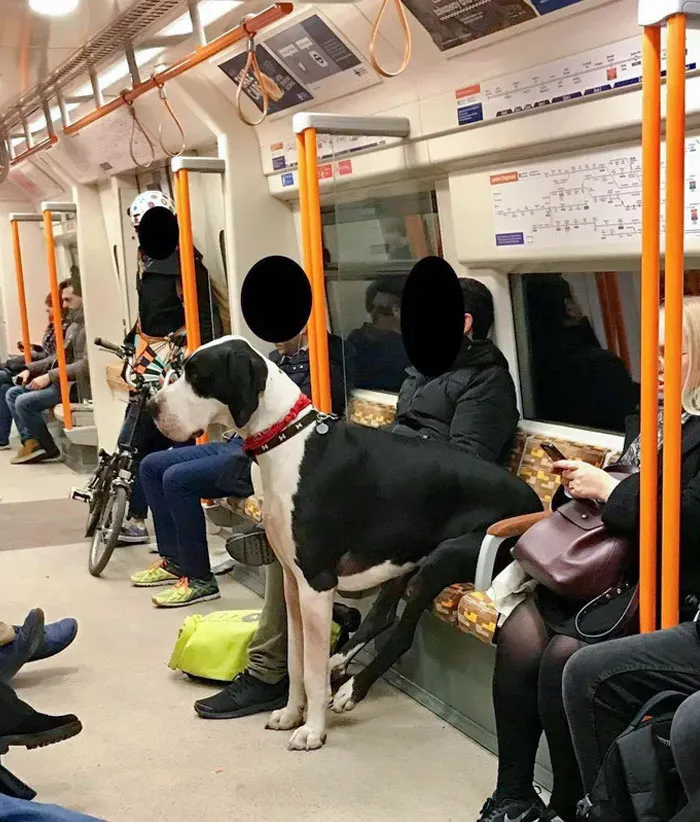 Este perro sentado en el metro