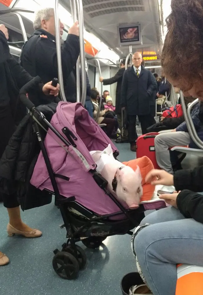 Mi amigo me acaba de enviar esto en directo desde el metro de Roma