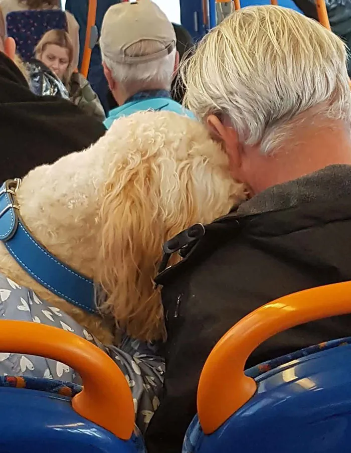 Dos viejos amigos haciendo una pequeña siesta en el autobús