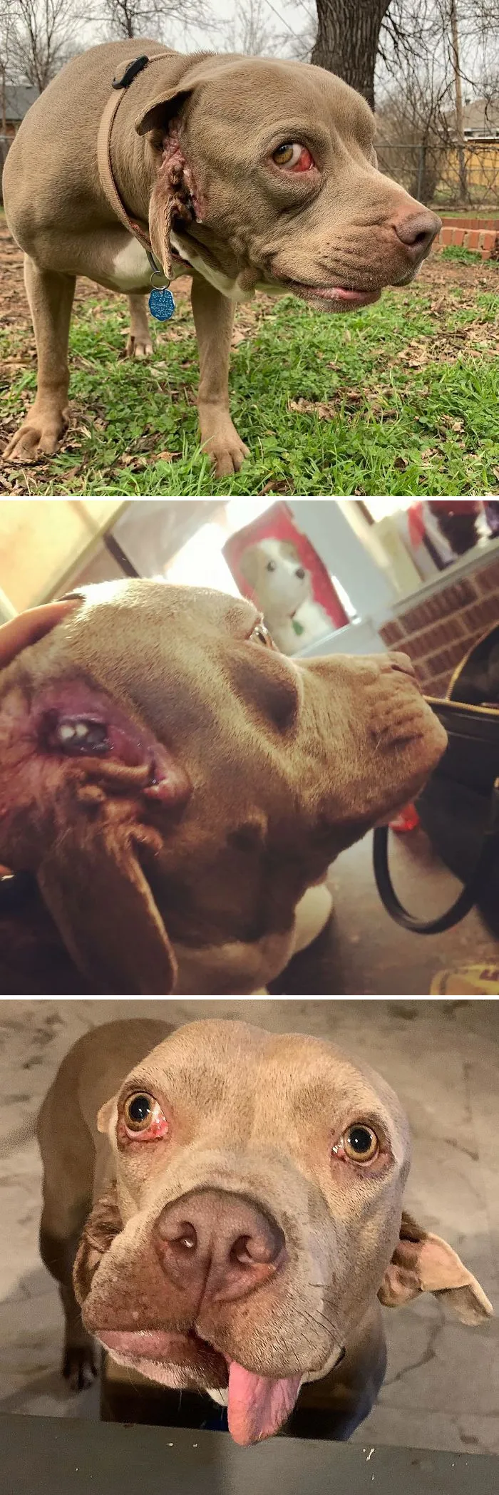 I Adopted A Stray Dog With 2 Mouths, One Where The Ear Should Be