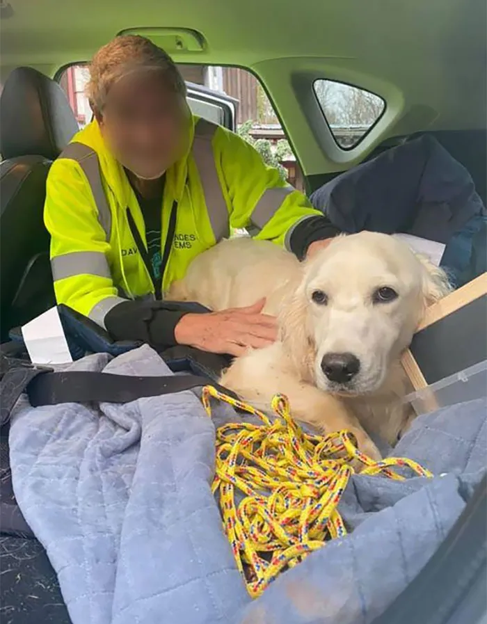 A Kind Stranger Drove Two Hours And Used His Drone To Recover Meadow, Who Was Lost In The Woods For 10 Days