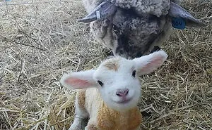 If You’re Feeling Down, These 50 Wholesome Pics Might Lift You Up