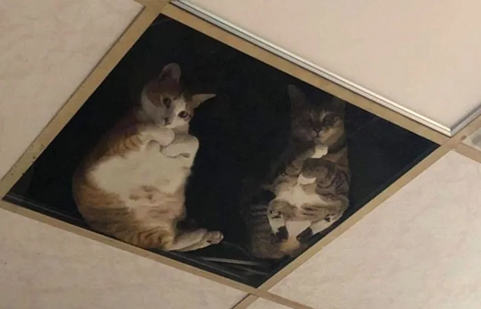 A Shop Owner Modified His Attic To Accommodate His Cats. Now He Is Under Constant Observation