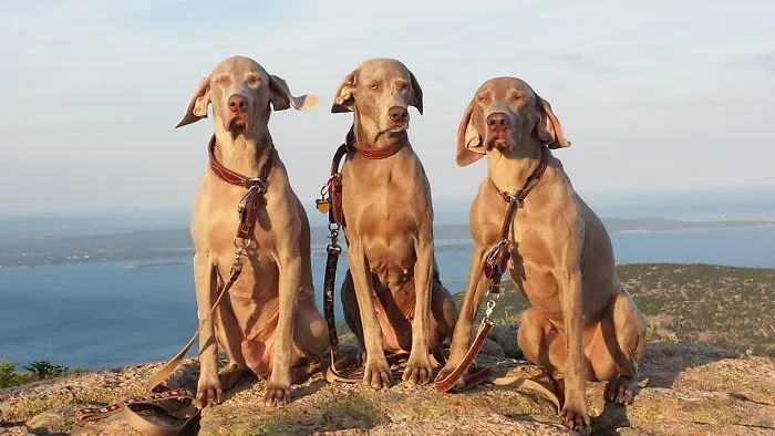 Wellington, Winslow And Wolfgang A Few Years Back.  We Miss You Winnie...