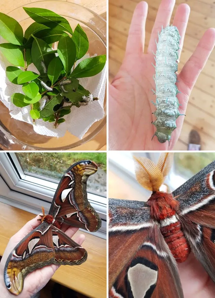I Breed Butterflies as Part of My Unusual Hobbies