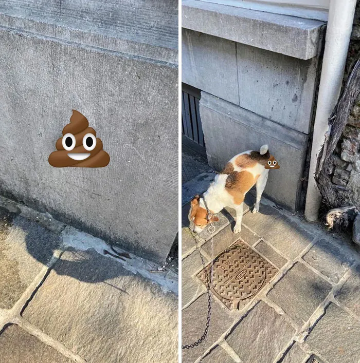 The Way My Dog Poops On Walls