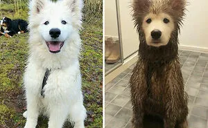 "What's Wrong With Your Dog?": People Are Posting Pictures Of 'Malfunctioning' Dogs (47 Pics)