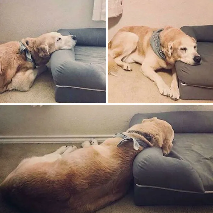 Most Expensive Pillow. Dog Has Early Arthritis So I Bought Him An Orthopedic Bed. This Is How He Enjoys It