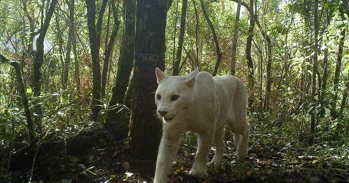 Scientists Confirm The World's 1st-Ever Images Capturing A Leucistic Puma