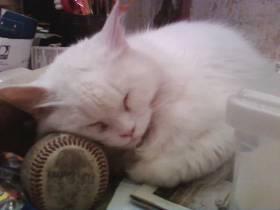 My Beloved Yin