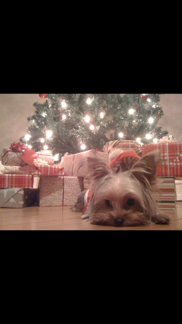 Christmas Jake