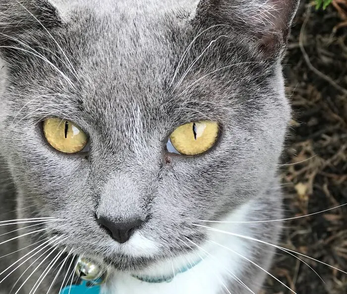 Sweet Gracie
